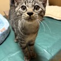 きなこ⭐︎３ヶ月⭐︎人大好き、お利口さんの美猫！