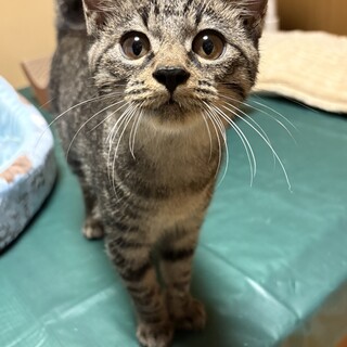 きなこ⭐︎３ヶ月⭐︎人大好き、お利口さんの美猫！