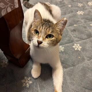 添い寝大好きなアリスちゃん