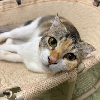 可愛い耳がチャームポイントのシャロンちゃん