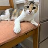可愛い耳がチャームポイントのシャロンちゃん サムネイル2
