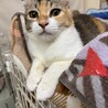 可愛い耳がチャームポイントのシャロンちゃん