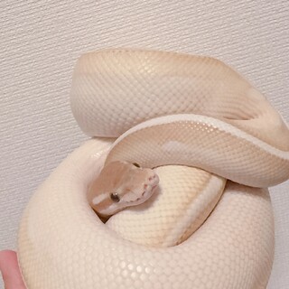 一時募集停止させていただきます。