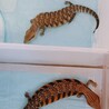 一時募集停止させていただきます。 サムネイル2
