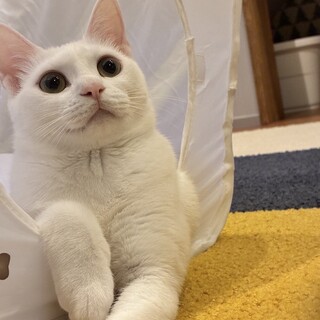 白猫ようちゃん