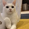 白猫ようちゃん