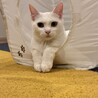 白猫ようちゃん サムネイル6