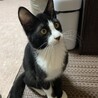 鼻が黒いハチワレ君です