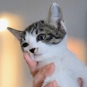 【おかき】きじ白・女の子・キャリー遺棄3兄妹