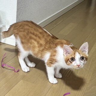 至急！大阪市内⭐︎わんぱく5.6ヶ月子猫、男の子
