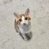 至急！大阪市内⭐︎わんぱく5.6ヶ月子猫、男の子 サムネイル2
