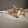 至急！大阪市内⭐︎わんぱく5.6ヶ月子猫、男の子 サムネイル3