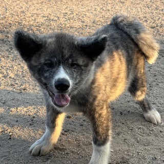 秋田犬の子犬
