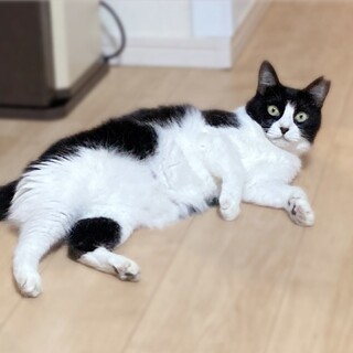 ゆっくり仲良く❤️ハチワレ猫チヒロちゃん