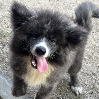 長毛の秋田犬