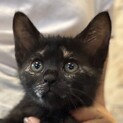 2ヶ月のサビ猫「まゆこちゃん」9月20日譲渡会参加