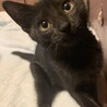 黒猫姉妹　むーちゃんめいちゃん