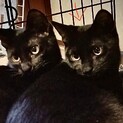 黒猫姉妹　むーちゃんめいちゃん