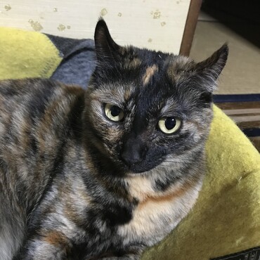 おすまし顔のブラウニー