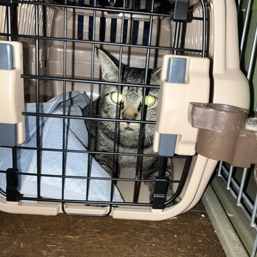 家中野良猫の母猫