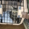 家中野良猫の母猫