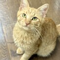 フワフワ毛足の茶トラ男子⭐︎