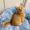 フワフワ毛足の茶トラ男子⭐︎ サムネイル3