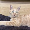 フワフワ毛足の茶トラ男子⭐︎ サムネイル4