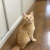 フワフワ毛足の茶トラ男子⭐︎ サムネイル5