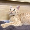 フワフワ毛足の茶トラ男子⭐︎ サムネイル6