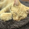 フワフワ毛足の茶トラ男子⭐︎ サムネイル7