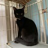 かまぼこ目の黒猫ちまき君 サムネイル2