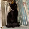 かまぼこ目の黒猫ちまき君 サムネイル3