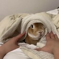 ミニレッキスうさぎ　男の子 2歳3ヶ月