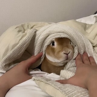 ミニレッキスうさぎ　男の子 2歳3ヶ月