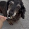 ダックスフンド　13歳　 サムネイル3