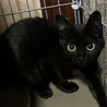野良子猫　黒　姉妹猫　保護しました。 サムネイル6