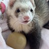 cotecoteさん