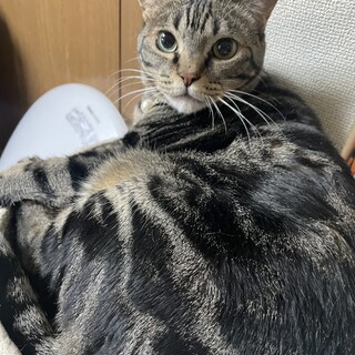 みーちゃんです。