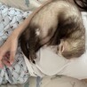 一緒に寝るこてつ