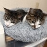 タッティー44