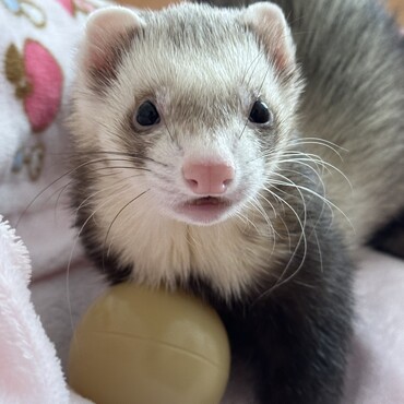 ボール大好き