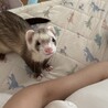 まだ遊びたいこてつ