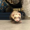 わんぱくこてつ