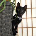 ◼️早め不妊手術チップ済◼️泥甘とろける脱力系