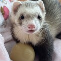 【里親様決定しました】
