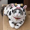 はるはる930