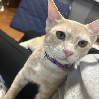 アルくん♂　生後半年　甘えん坊ですよ！