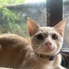 アルくん♂　生後半年　甘えん坊ですよ！ サムネイル3
