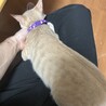 アルくん♂　生後半年　甘えん坊ですよ！ サムネイル4